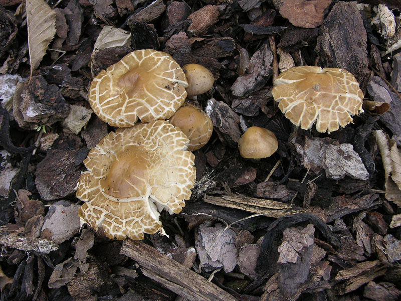 Agrocybe praecox.